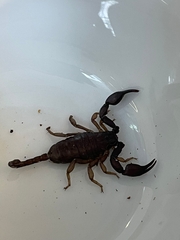 Euscorpius italicus
