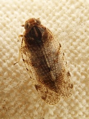 Tachycixius pilosus