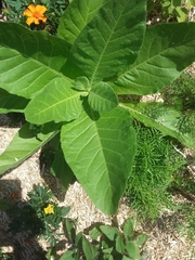 Magnoliopsida