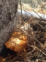 Gymnopilus thiersii