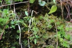 Gentiana flavomaculata yuanyanghuensis