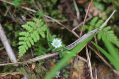 Gentiana flavomaculata yuanyanghuensis