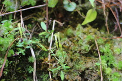 Gentiana flavomaculata yuanyanghuensis