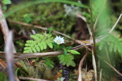 Gentiana flavomaculata yuanyanghuensis
