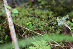 Gentiana flavomaculata yuanyanghuensis