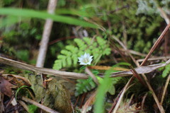 Gentiana flavomaculata yuanyanghuensis