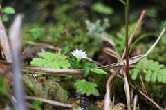 Gentiana flavomaculata yuanyanghuensis