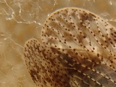 Tachycixius pilosus