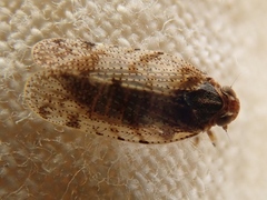 Tachycixius pilosus