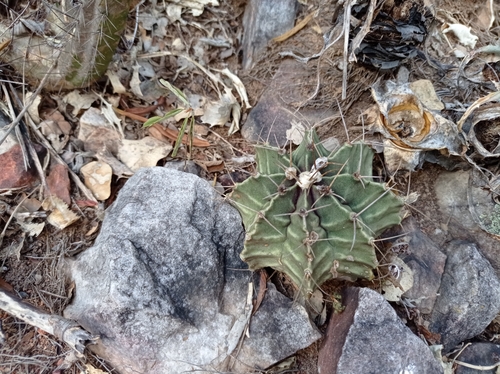 Gymnocalycium stenopleurum