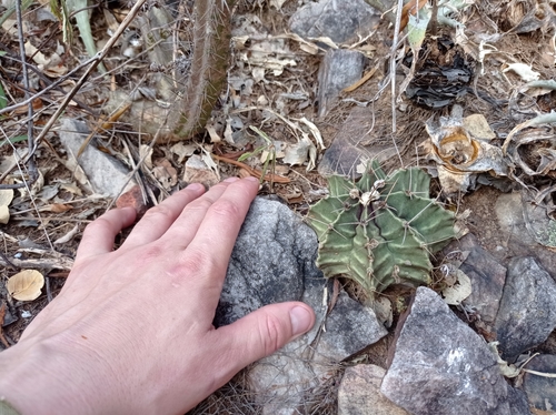Gymnocalycium stenopleurum
