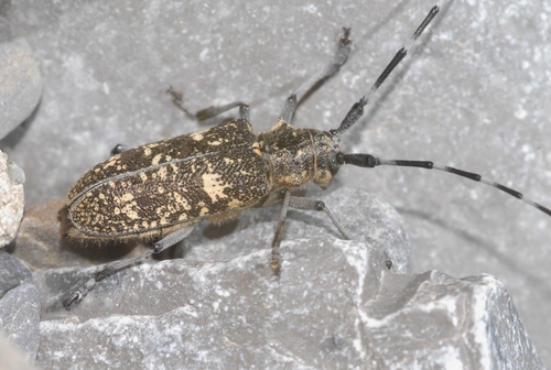 Pine Sawyer Beetle