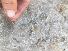 Leptosiphon pygmaeus continentalis