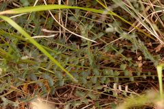 Sanguisorbinae