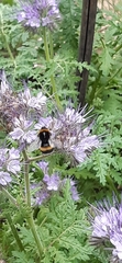 Bombus