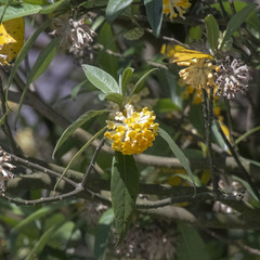 Edgeworthia gardneri