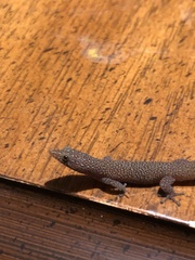Sphaerodactylus argus