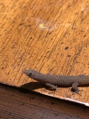 Sphaerodactylus argus