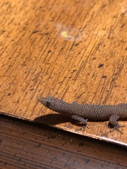 Sphaerodactylus argus