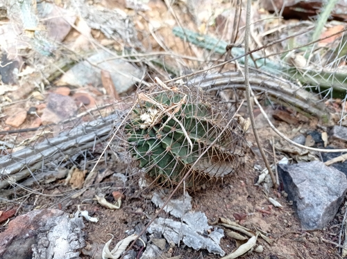Gymnocalycium stenopleurum