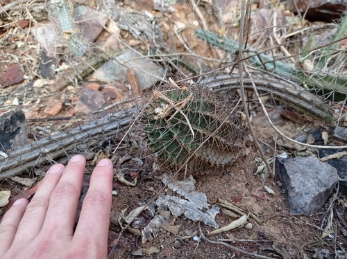 Gymnocalycium stenopleurum