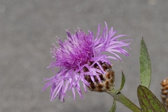 Centaurea jacea jacea