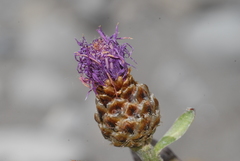 Centaurea jacea jacea
