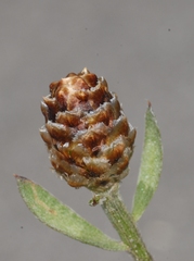 Centaurea jacea jacea