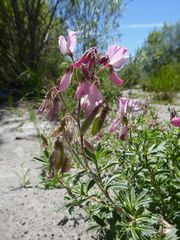 Ononis fruticosa