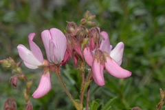 Ononis fruticosa