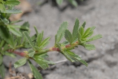 Ononis fruticosa