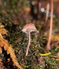 Mycena kuurkacea