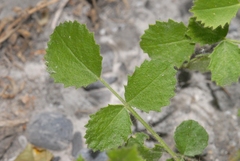 Ononis rotundifolia