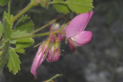Ononis rotundifolia