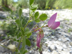 Ononis rotundifolia