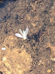 Alloperla