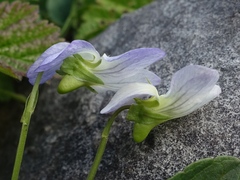 Viola stagnina