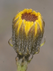 Tolpis staticifolia