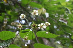 Rubus kawakamii