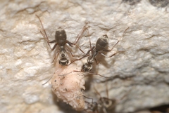 Formica selysi