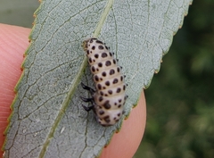 Chrysomela vigintipunctata