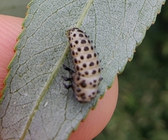 Chrysomela vigintipunctata