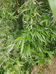 Chrysomela vigintipunctata