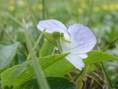 Viola stagnina