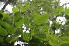 Rubus kawakamii