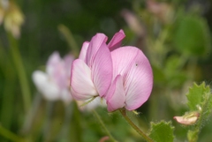 Ononis rotundifolia