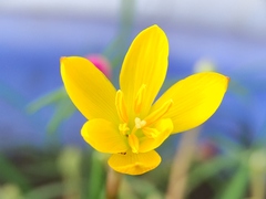 Zephyranthes citrina