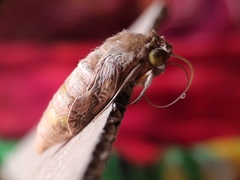 Agrius convolvuli