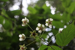 Rubus kawakamii