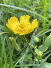 Ranunculus lingua